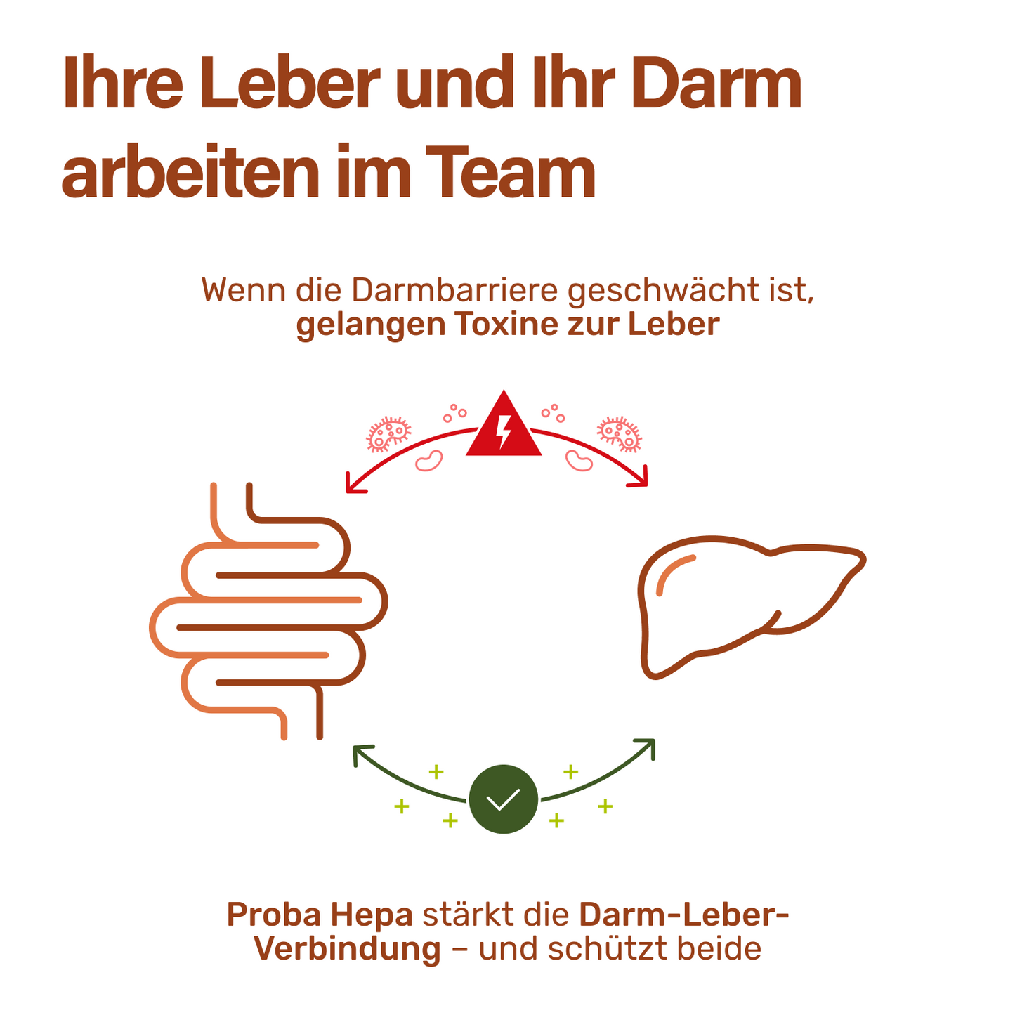 proba hepa Lebergesundheit PRO