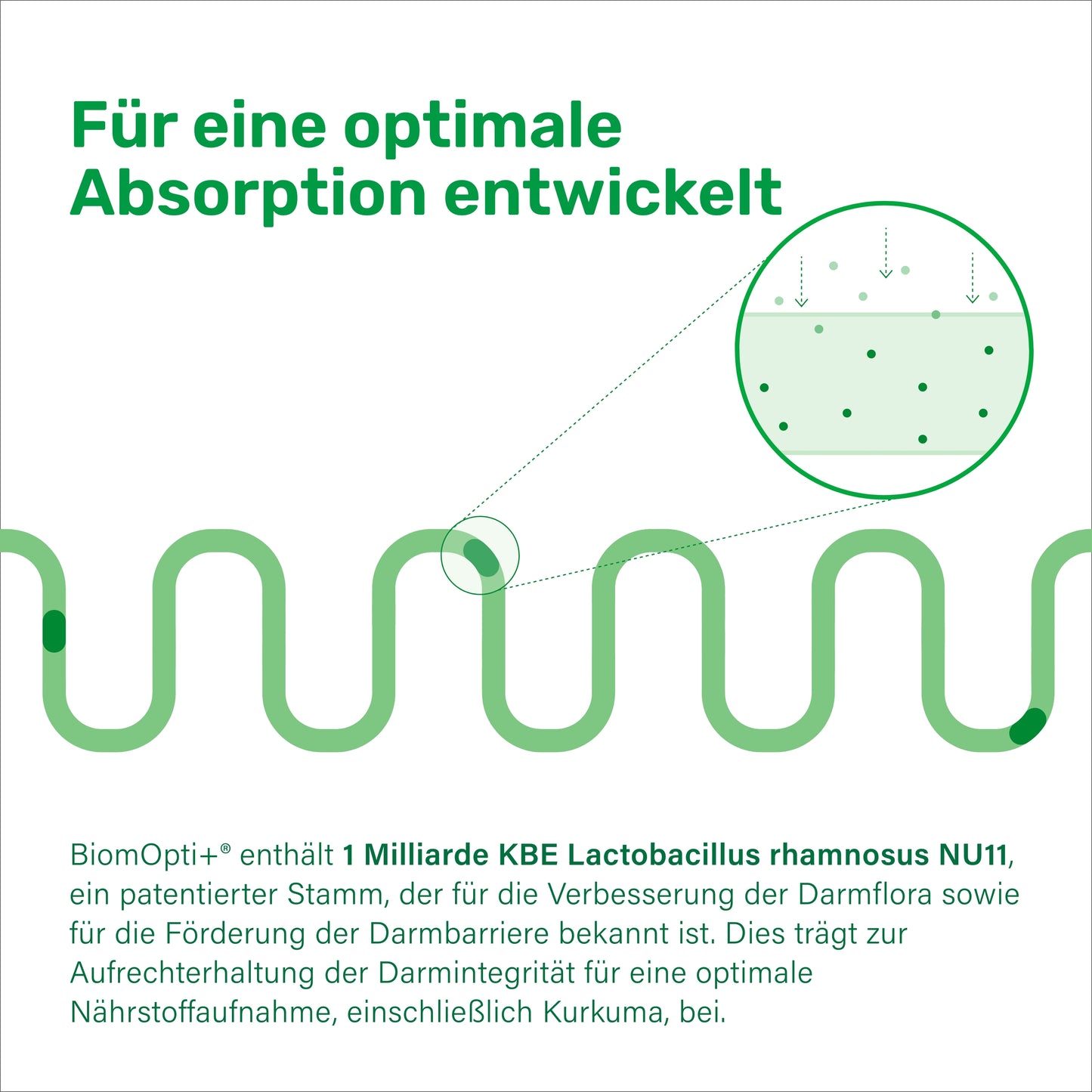 BiomOpti+® kurkuma CurQreal® 10000