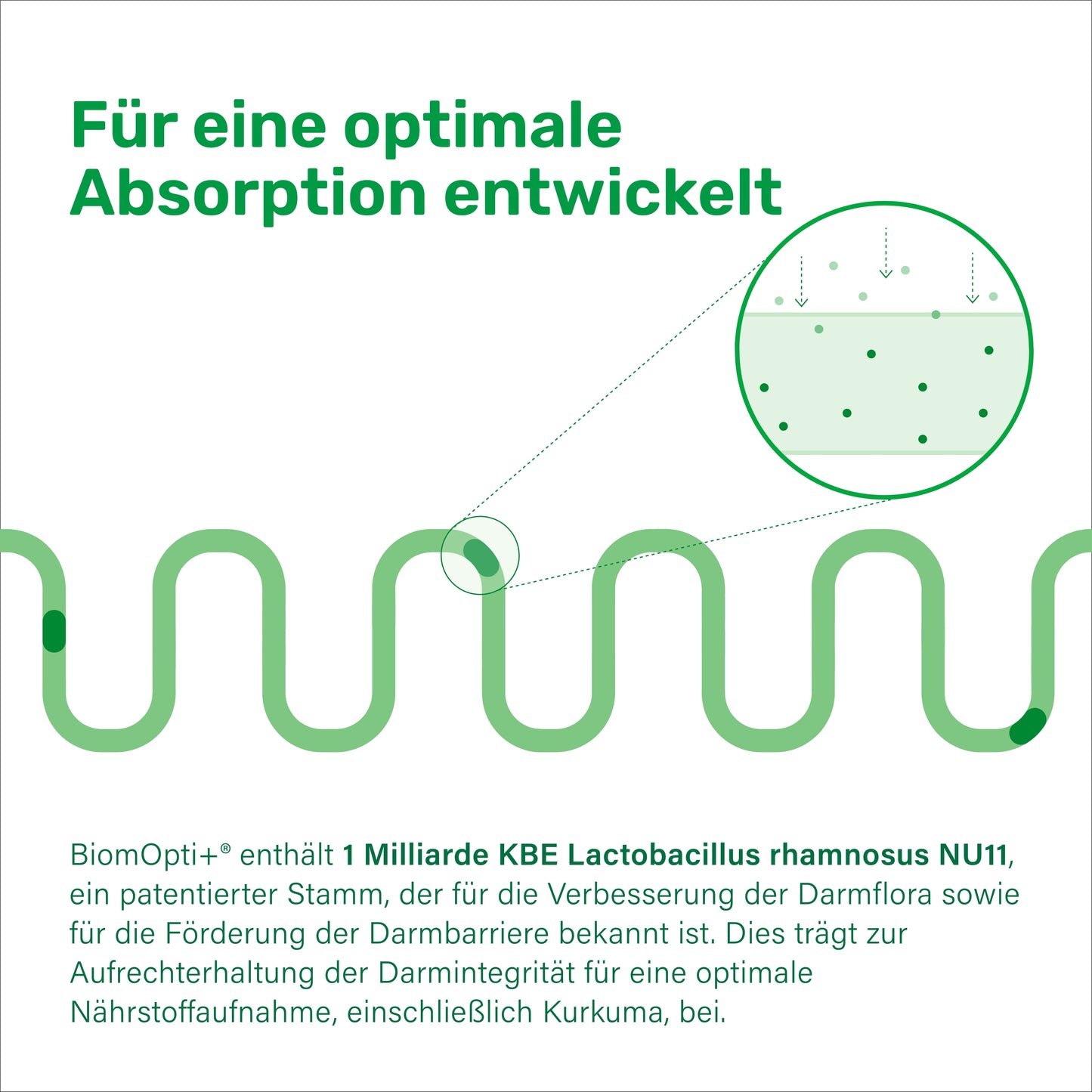 BiomOpti+® kurkuma CurQreal® 10000