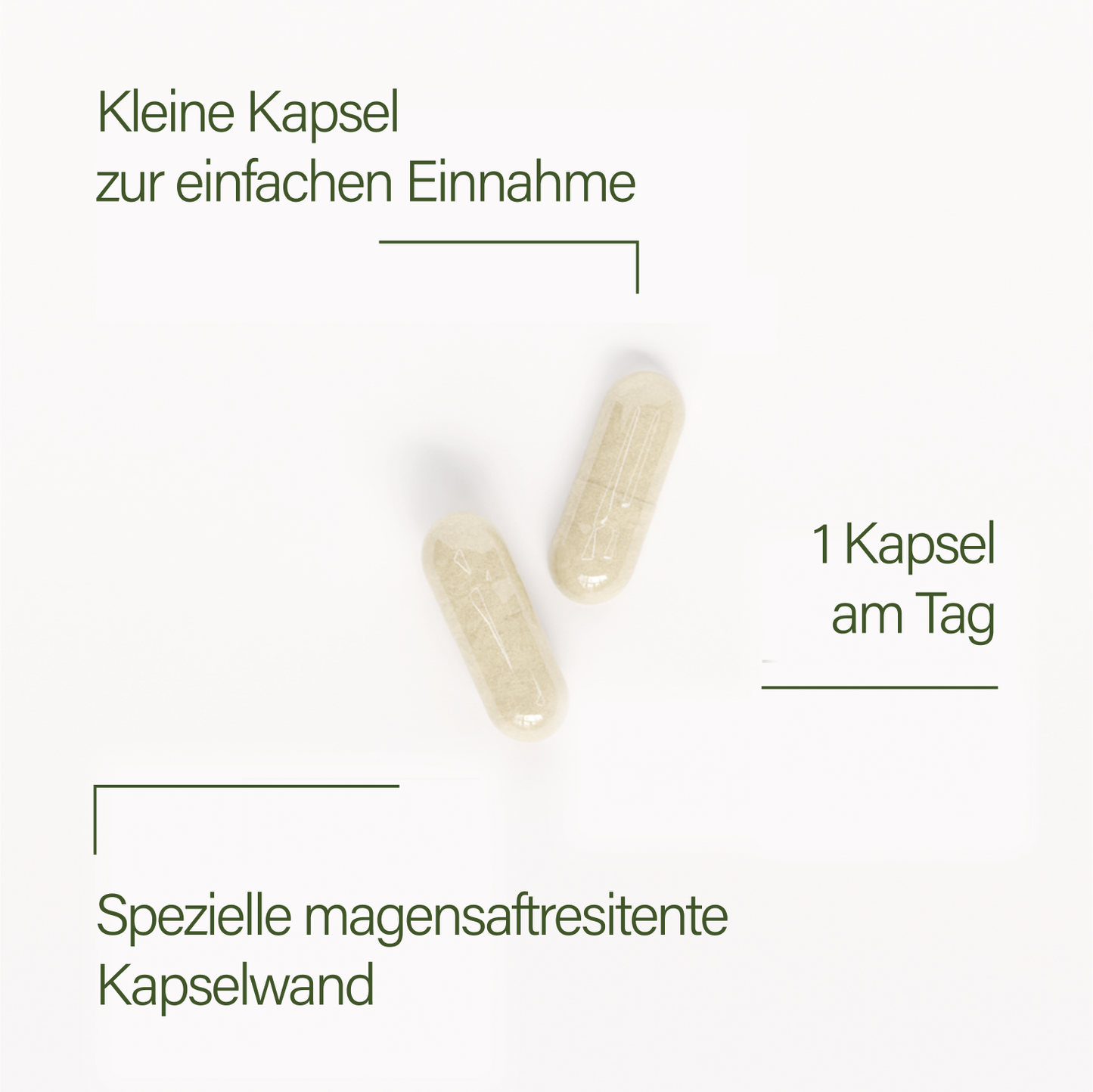 probaflor 90 - 3 packungen